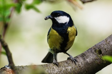 The great tit carries the food to the young. Czechia. Europe.