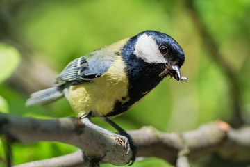 The great tit carries the food to the young. Czechia. Europe.