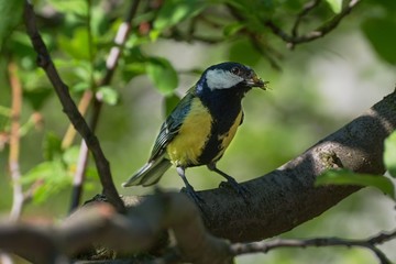 The great tit carries the insects to the young. Czechia. Europe.