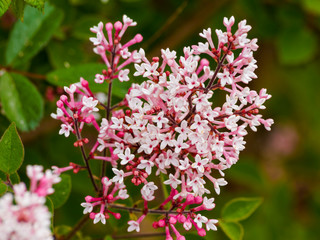 Syringa microphylla | Lilas de Chine ou Syringa à fleurs roses clair ou violet, calice pourpre, boutons floraux en forme de clou de girofle