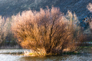albero al tramonto