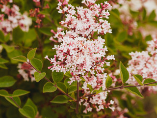 (Syringa microphylla) Lilas à petites feuilles ou lilas de Chine en floraison printanière rose clair, pourpre et violet, feuilles cordiforme vertes et margée de pourpre