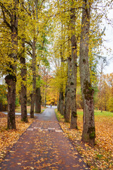 footpath through the alley of large trees, autumn day in the park, yellow leaves