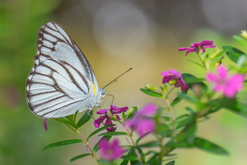 Striped Albatross butterfly - Appias libythea, small white butterfly from Southeast Asian meadows and woodlands, Malaysia.