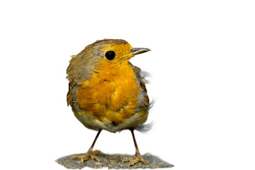 Ein freistehendes junges Rotkehlchen auf weißem Hintergrund.
