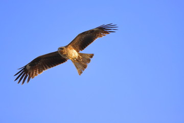 Obraz premium 青空に舞う鳶