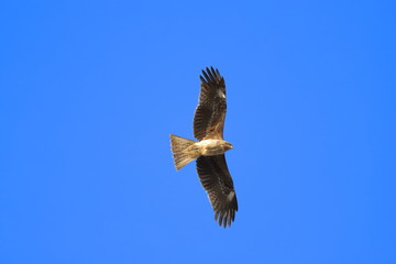 青空に舞う鳶
