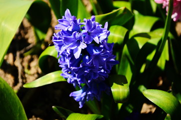 Blue-purple hyacinth is called blue jacket