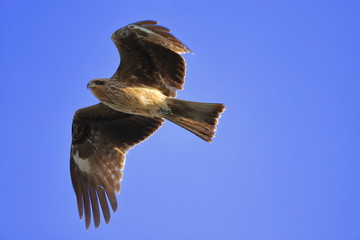 青空に舞う野生の鳶