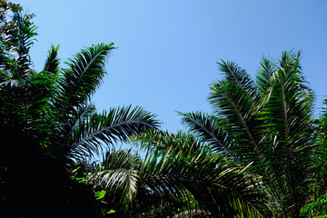 Fototapeta na wymiar Palm tree crowns with green leaves on sunny sky background. Coco palm tree tops - view from the ground.