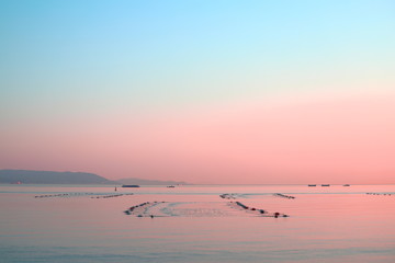 明石の海苔漁仕掛け