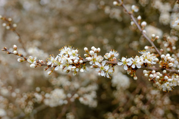 Blühende Hecke im Frühling am Waldrand