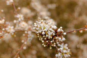Blühende Hecke im Frühling am Waldrand