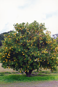 lemons growing on a large lemon tree