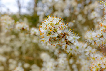 Blühende Hecke im Frühling am Waldrand
