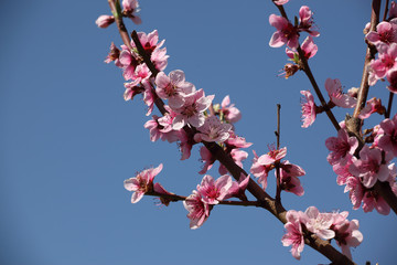 blossom on tree branches photographed in an orchard