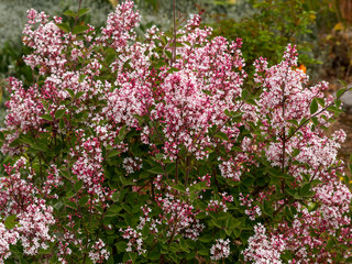 Cimes de petites fleurs rose clair pourpées et boutons floraux disposées en thyrses pyramidales du lilas à petites feuilles ou lilas de Chine (Syringa microphylla 'Superba')

