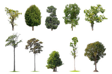 The collection many tree species included on white background.