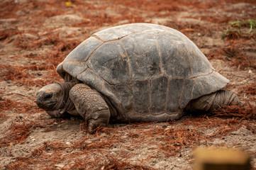 Aldabra Tortoise