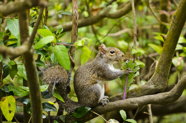 Naklejka na ściany i meble Squirrel eating foliage
