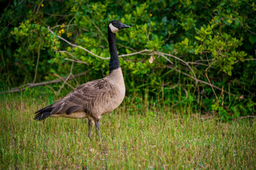 Canadian Goose