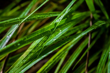 Fototapeta na wymiar Wet Green Grass