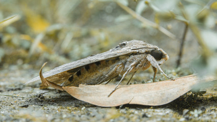 The fallen moth in the garden