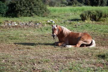 Golden Brown Horse Resting in the Pasture