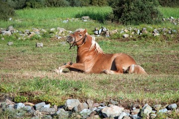 Golden Brown Horse Resting in the Pasture