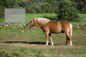 horse with speech bubble  in the field