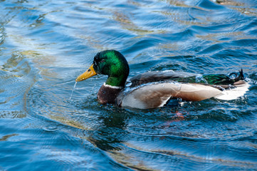 Mallard Swimming