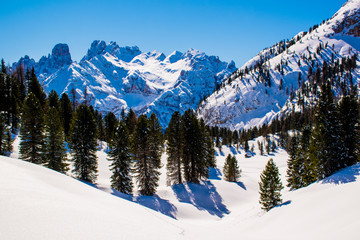 snowy peaks and pine trees with blue skies three