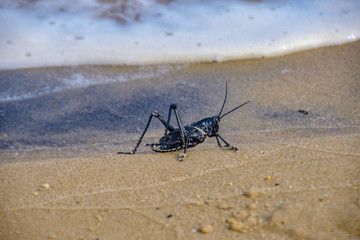 Black Locust Grasshopper