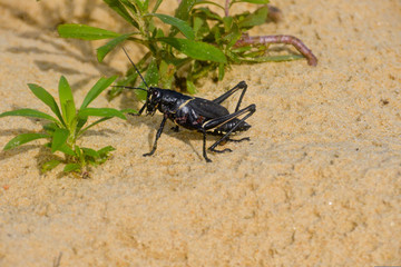 Black Locust Grasshopper