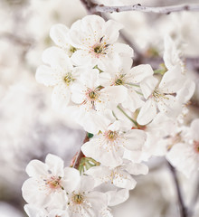 Lush flowering cherry tree in the garden. White delicate cherry flowers. Floral seasonal background.