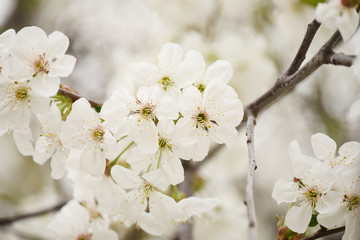 Lush flowering cherry tree in the garden. White delicate cherry flowers. Floral seasonal background.