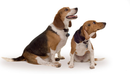 Pair of Beagle hounds