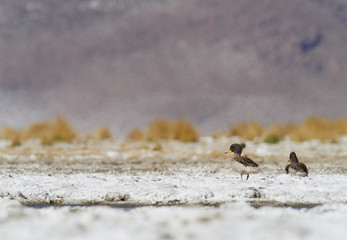 Yellow-billed Teal - Anas flavirostris