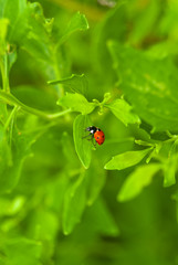 Ladybug on a leaf