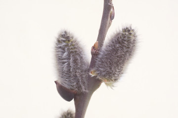 willow Bud on a tree trunk © Evgeniy Klyshnikov