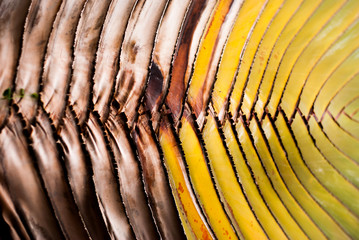 The leaves are arranged beautifully