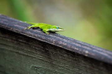 Green Anole Lizard