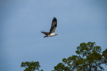 Osprey in flight