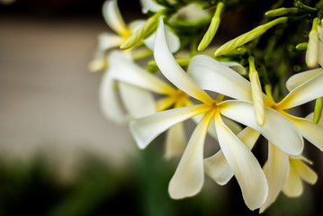 group of yellow white flowers (Frangipani, Plumeria) on a sunny day with natural background