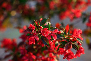 Chinese flowering crab-apple blooming