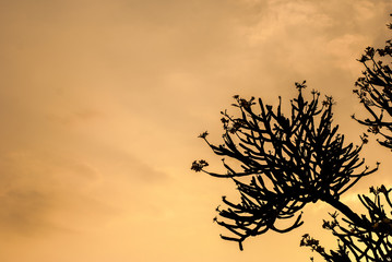 The shadow of the branches in the evening sky