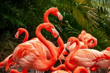 Foto op Canvas Roze Flamingo& 39 s © Tad Denson