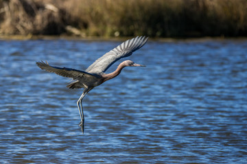 Reddish Egret in flight