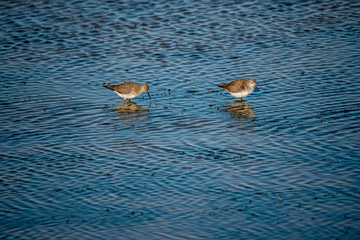 Sandpipers Fishing