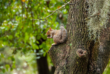 Squirrel in the tree